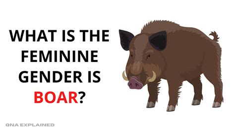 boar traduction|feminine gender of boar.